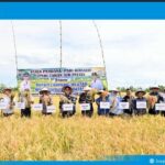 6 Ton per Hektare! Bupati Egi Apresiasi Panen Perdana Padi Biosalin di Lahan Bekas Tambak Sragi