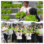 Wujud Ketahanan Pangan, Lapas Narkotika Bandar Lampung Panen Tanaman Hidroponik