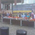 75.992 Bibit Sawit Ilegal Dimusnahkan di Lampung, Petani Terancam Rugi Rp42 Miliar per Tahun