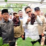 Kebun Anggur BUMDes Merak Batin Curi Perhatian Mendes PDT, Harapan Baru Ekonomi Warga Mulai Berbuah